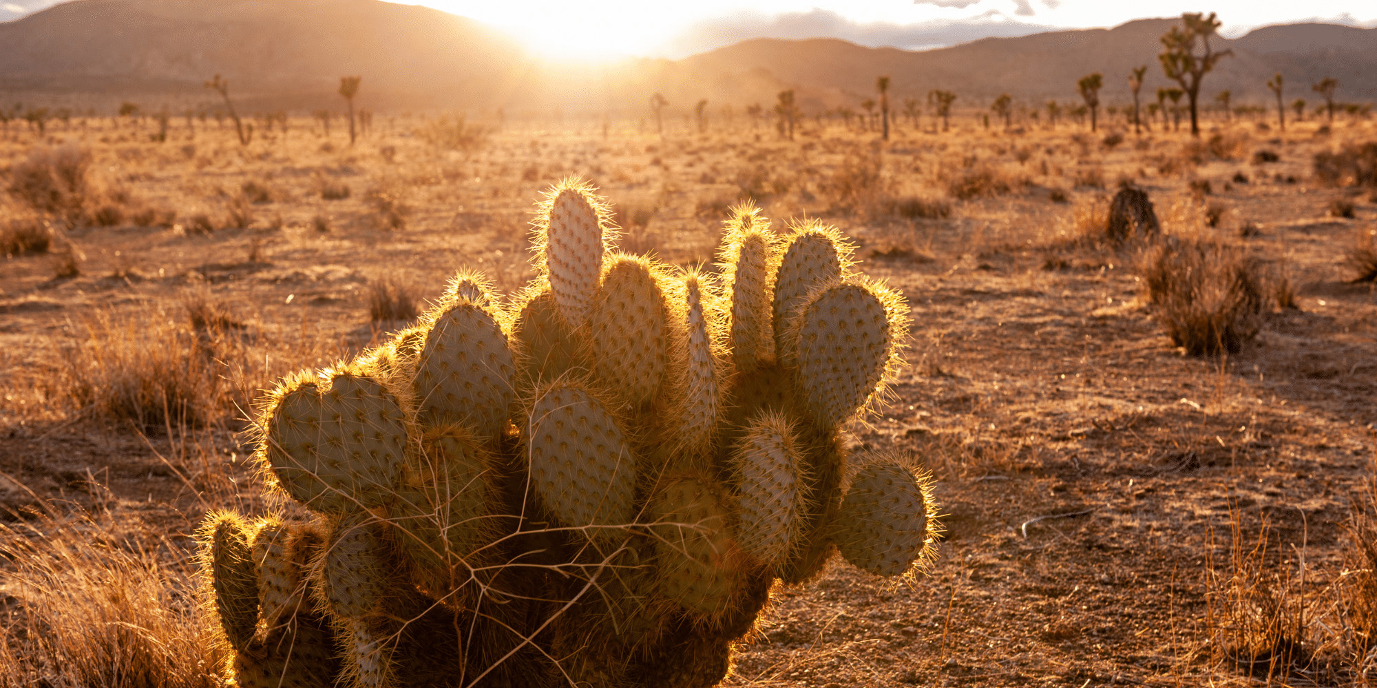 Joshua Tree National Park