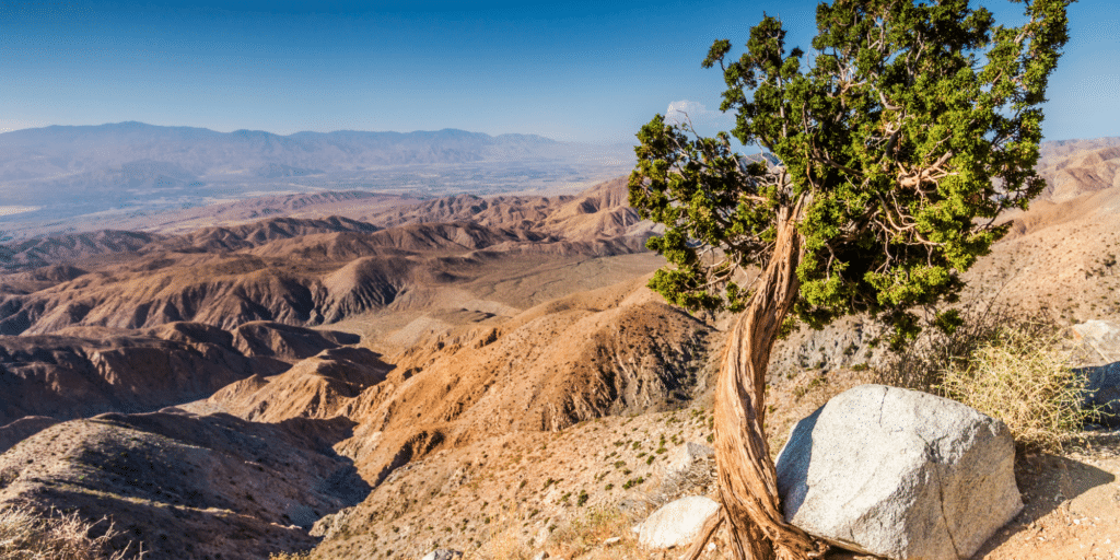 Joshua Tree National Park