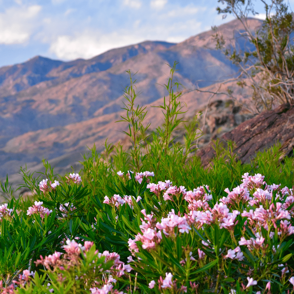 Untitled design 2025 01 13T121341.804